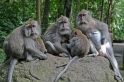 Macaque Bal4